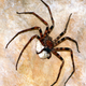 Illustration for article titled Weekend Nightmare Fuel: The Biggest Crawling Animals on Earth